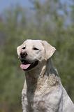 LABRADOR 993